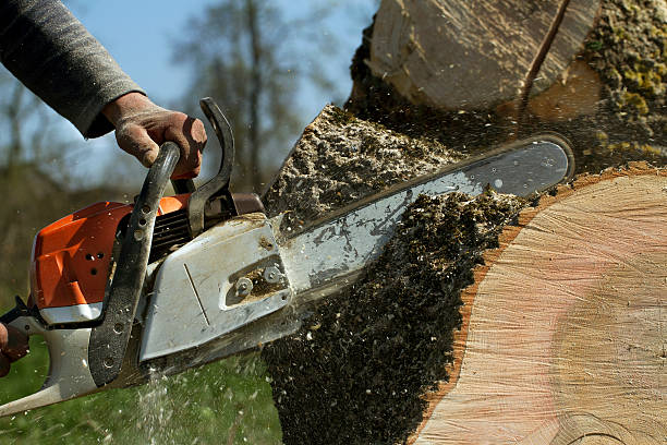 Best Tree Risk Assessment  in Point Mackenzie, AK